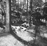 Plan filmu &quot;Krzyżacy&quot;. Odpoczywający rycerze Zakonu Krzyżackiego w pozycji leżącej w lesie