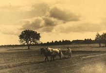Wołyń, praca na polu.